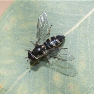 Melangyna collatus at Hawker, ACT - 26 Oct 2024 09:20 AM