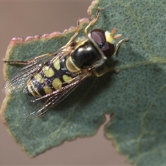 Simosyrphus grandicornis (Common hover fly) at Weetangera, ACT - 26 Oct 2024 by AlisonMilton