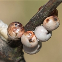 Cryptes baccatus at Weetangera, ACT - 26 Oct 2024 by AlisonMilton