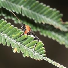 Braconidae (family) (Unidentified braconid wasp) at Weetangera, ACT - 26 Oct 2024 by AlisonMilton