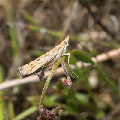 Faveria tritalis (Couchgrass Webworm) at Whitlam, ACT - 26 Oct 2024 by AlisonMilton