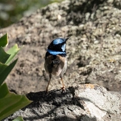 Malurus cyaneus (Superb Fairywren) at Nicholls, ACT - 31 Oct 2024 by AlisonMilton