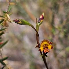 Diuris semilunulata at Jerangle, NSW - 3 Nov 2024