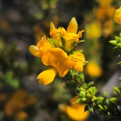 Pultenaea procumbens at Jerangle, NSW - 3 Nov 2024 01:42 PM