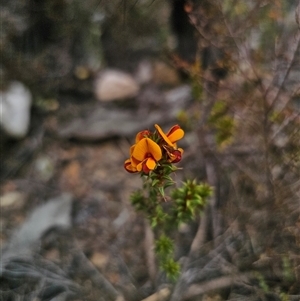 Pultenaea procumbens at Jerangle, NSW - 3 Nov 2024