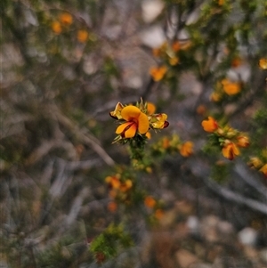 Pultenaea procumbens at Jerangle, NSW - 3 Nov 2024