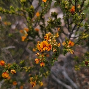 Pultenaea procumbens at Jerangle, NSW - 3 Nov 2024