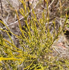 Omphacomeria acerba (Leafless Sour-bush) at Jerangle, NSW - 3 Nov 2024 by Csteele4