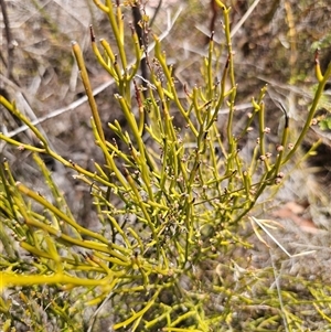 Omphacomeria acerba at Jerangle, NSW - 3 Nov 2024 01:18 PM