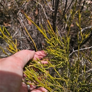 Omphacomeria acerba at Jerangle, NSW - 3 Nov 2024 01:18 PM