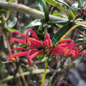 Grevillea juniperina subsp. villosa at Jerangle, NSW - 2 Nov 2024