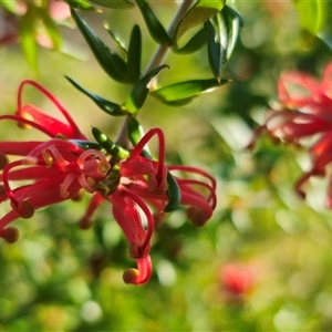 Grevillea juniperina subsp. villosa at Jerangle, NSW - 2 Nov 2024