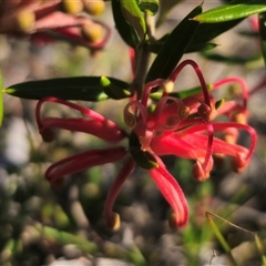 Grevillea juniperina subsp. villosa at Jerangle, NSW - 2 Nov 2024