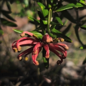 Grevillea juniperina subsp. villosa at Jerangle, NSW - 2 Nov 2024