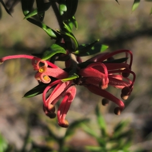 Grevillea juniperina subsp. villosa at Jerangle, NSW - 2 Nov 2024