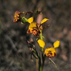 Diuris semilunulata (Late Leopard Orchid) at Jerangle, NSW - 2 Nov 2024 by Csteele4