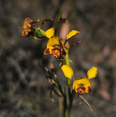 Diuris semilunulata (Late Leopard Orchid) at Jerangle, NSW - 2 Nov 2024 by Csteele4