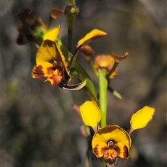 Diuris semilunulata at Jerangle, NSW - suppressed