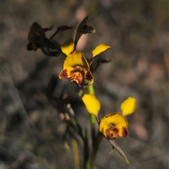 Diuris semilunulata at Jerangle, NSW - suppressed