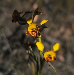 Diuris semilunulata at Jerangle, NSW - suppressed