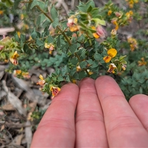 Pultenaea spinosa at Ainslie, ACT - 2 Nov 2024