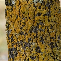 Unidentified Lichen at Nicholls, ACT - 1 Nov 2024 by AlisonMilton