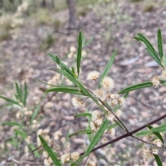 Olearia viscidula at Bungonia, NSW - 3 Nov 2024