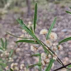 Olearia viscidula at Bungonia, NSW - 3 Nov 2024