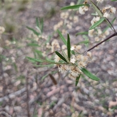 Olearia viscidula at Bungonia, NSW - 3 Nov 2024