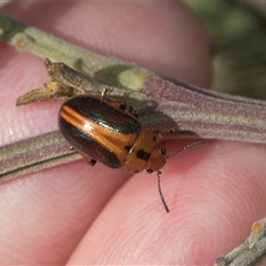 Calomela curtisi (Acacia leaf beetle) at Weetangera, ACT - 26 Oct 2024 by AlisonMilton