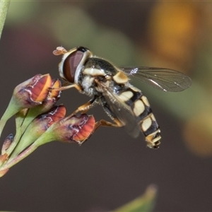 Simosyrphus grandicornis at Bruce, ACT - 16 Oct 2024 09:33 AM