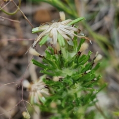 Facelis retusa (Trampweed) at Bungonia, NSW - 3 Nov 2024 by trevorpreston