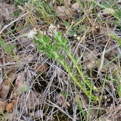 Facelis retusa at Bungonia, NSW - 3 Nov 2024