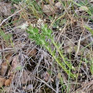 Facelis retusa at Bungonia, NSW - 3 Nov 2024