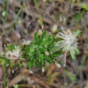 Facelis retusa at Bungonia, NSW - 3 Nov 2024