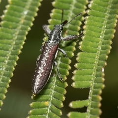 Rhinotia sparsa (A belid weevil) at Weetangera, ACT - 25 Oct 2024 by AlisonMilton