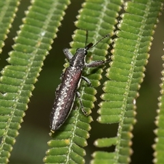 Rhinotia sparsa at Weetangera, ACT - 26 Oct 2024