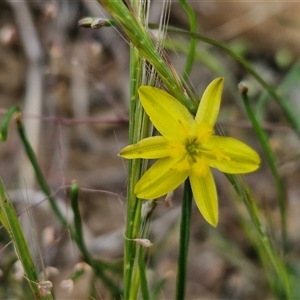 Tricoryne elatior at Bungonia, NSW - 3 Nov 2024