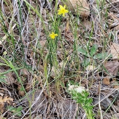 Tricoryne elatior at Bungonia, NSW - 3 Nov 2024