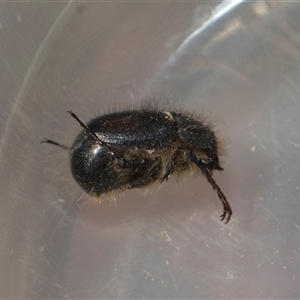 Heteronyx sp. (genus) at Weetangera, ACT - 26 Oct 2024