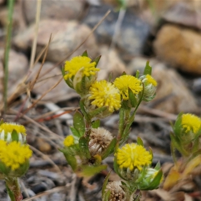 Triptilodiscus pygmaeus (Annual Daisy) at Bungonia, NSW - 3 Nov 2024 by trevorpreston