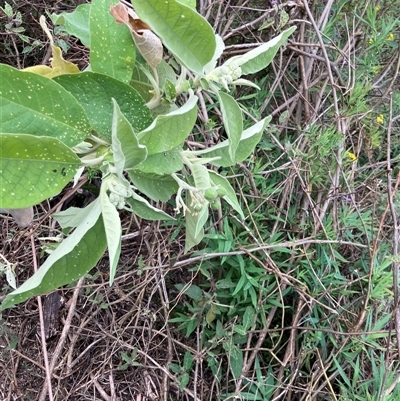 Solanum mauritianum (Wild Tobacco Tree) at Kangaroo Valley, NSW - 3 Nov 2024 by pcooperuow