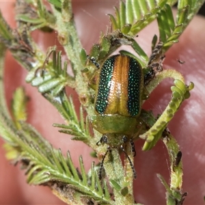 Calomela parilis at Weetangera, ACT - 26 Oct 2024