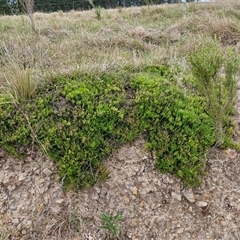 Acrotriche serrulata (Ground-berry) at Bungonia, NSW - 3 Nov 2024 by trevorpreston