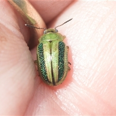 Calomela vittata (Acacia leaf beetle) at Macgregor, ACT - 24 Oct 2024 by AlisonMilton