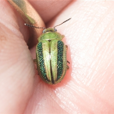 Calomela vittata (Acacia leaf beetle) at Macgregor, ACT - 24 Oct 2024 by AlisonMilton