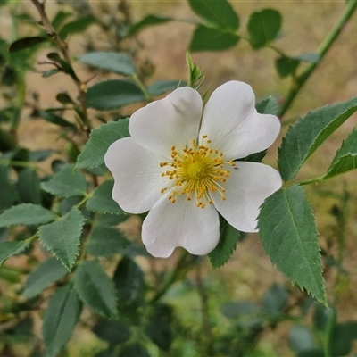 Rosa rubiginosa (Sweet Briar, Eglantine) at Bungonia, NSW - 3 Nov 2024 by trevorpreston