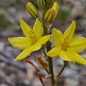 Bulbine bulbosa at Bungonia, NSW - 3 Nov 2024 11:40 AM