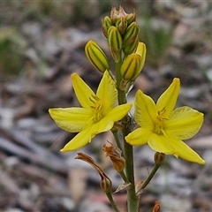 Bulbine bulbosa at Bungonia, NSW - 3 Nov 2024 11:40 AM