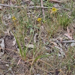 Bulbine bulbosa at Bungonia, NSW - 3 Nov 2024 11:40 AM